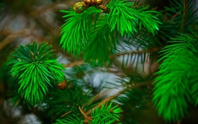 Green pine needles on the branches with cones
