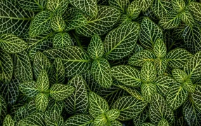 Many green leaves of a plant with white stripes
