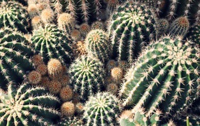 Prickly cacti on flowerbed close up