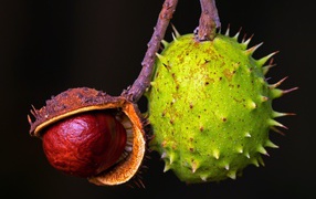 Prickly green chestnut on a black background