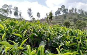 Tea bushes on a plantation close up