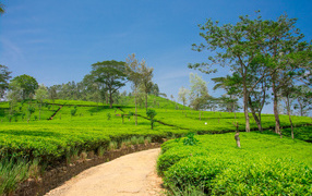 Tea plantations with trees under the blue sky
