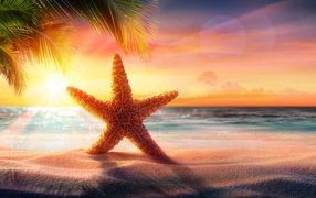 Beautiful starfish on the sand in the rays of the bright sun