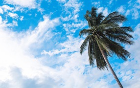 Green palm tree against the blue sky with white clouds