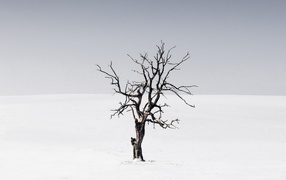 Dry tree among the desert on a gray background