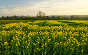 Цветущее желтое рапсовое поле