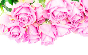 A bouquet of pink roses on a white background close-up