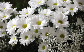 Букет белых хризантем с цветами гипсофилы