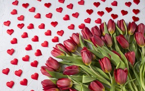 Большой букет красных тюльпанов на белом фоне с маленькими красными сердечками