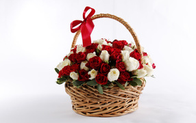 A large bouquet of roses in a basket in a red bow on a white background
