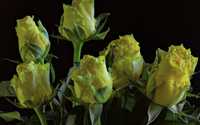 Много желтых роз на черном фоне крупным планом