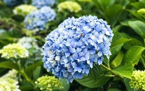 Красивый голубой цветок гортензии на клумбе 