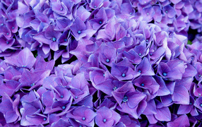 Красивые синие цветы гортензии крупным планом