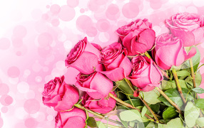Красивый букет розовых роз на белом фоне с розовыми кругами