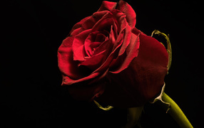 Красивая бордовая английская роза на черном фоне