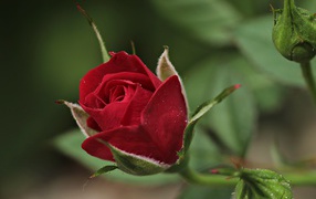 Beautiful burgundy rose with buds close-up
