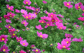 Beautiful delicate pink cosmea flowers in the flowerbed