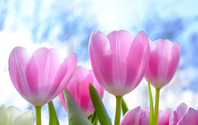 Beautiful delicate pink tulips on a sky background