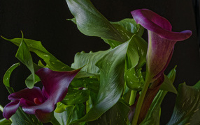 Beautiful flowers of calla with green leaves on a black background
