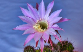 Beautiful lilac cactus flower