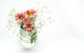 Beautiful pink chrysanthemum in jar on white background