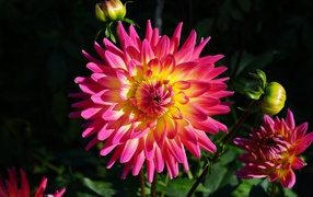 Beautiful pink dahlia with a yellow middle with buds