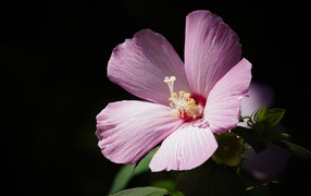 Beautiful pink hibiscus flower on a black background