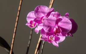 Красивые розовые цветы орхидеи на сером фоне