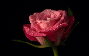 Красивая розовая роза в каплях росы на черном фоне крупным планом