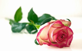 Beautiful pink rose with green leaves on a white background