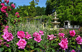 Красивые розовые розы в саду у фонтана