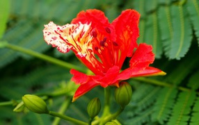 Красивый красный цветок Делоникс королевский крупным планом