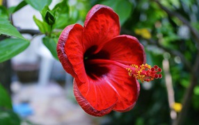 Beautiful red hibiscus flower close up