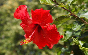 Красивый красный цветок гибискуса в лучах солнца