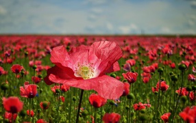 Beautiful red poppy on the field close-up