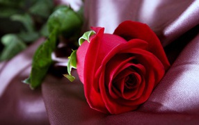 Красивая красная роза лежит на ткани 
