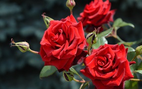 Красивые красные розы с бутонами в лучах солнца
