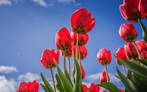 Красивые красные тюльпаны на фоне голубого неба 