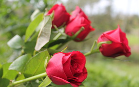 Красивые алые английские розы 