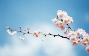 Красивые весенние розовые цветы на ветке дерева на фоне голубого неба