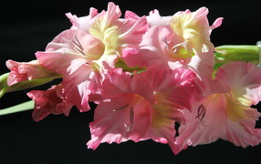 Красивые нежные розовые гладиолусы на черном фоне