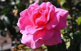 Beautiful tender pink rose in the sun on a flower bed