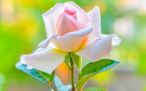 Красивая нежная розовая роза в каплями на лепестках 