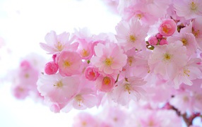 Beautiful tender pink spring flowers of luiseania