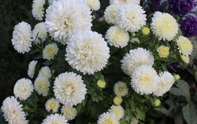 Beautiful white asters in the flowerbed