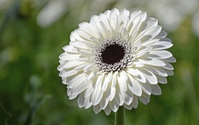 Beautiful white gerbera flower with black middle