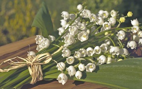 Beautiful white lilies of the valley with green leaves