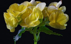 Beautiful yellow potted begonia flower on a black background