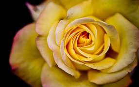 Красивая желтая роза крупным планом 