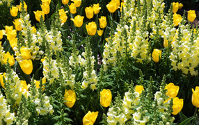 Красивые желтые цветы львиный зев и тюльпаны на клумбе 